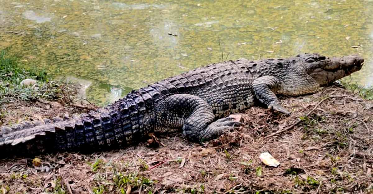 সাফারি পার্কে প্রথম বারের মতো ফুটলো ছয় কুমির ছানা