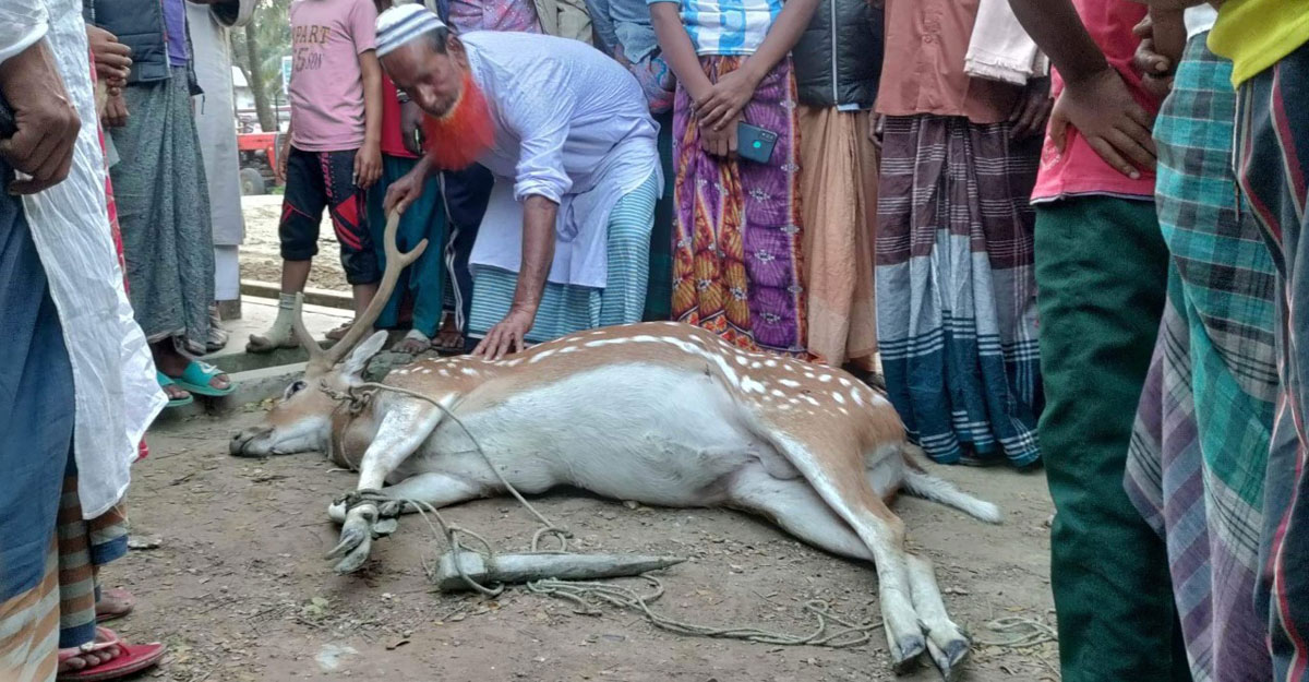 কুকুরের কামড়ে ৫০ কেজি ওজনের হরিণের মৃত্যু!