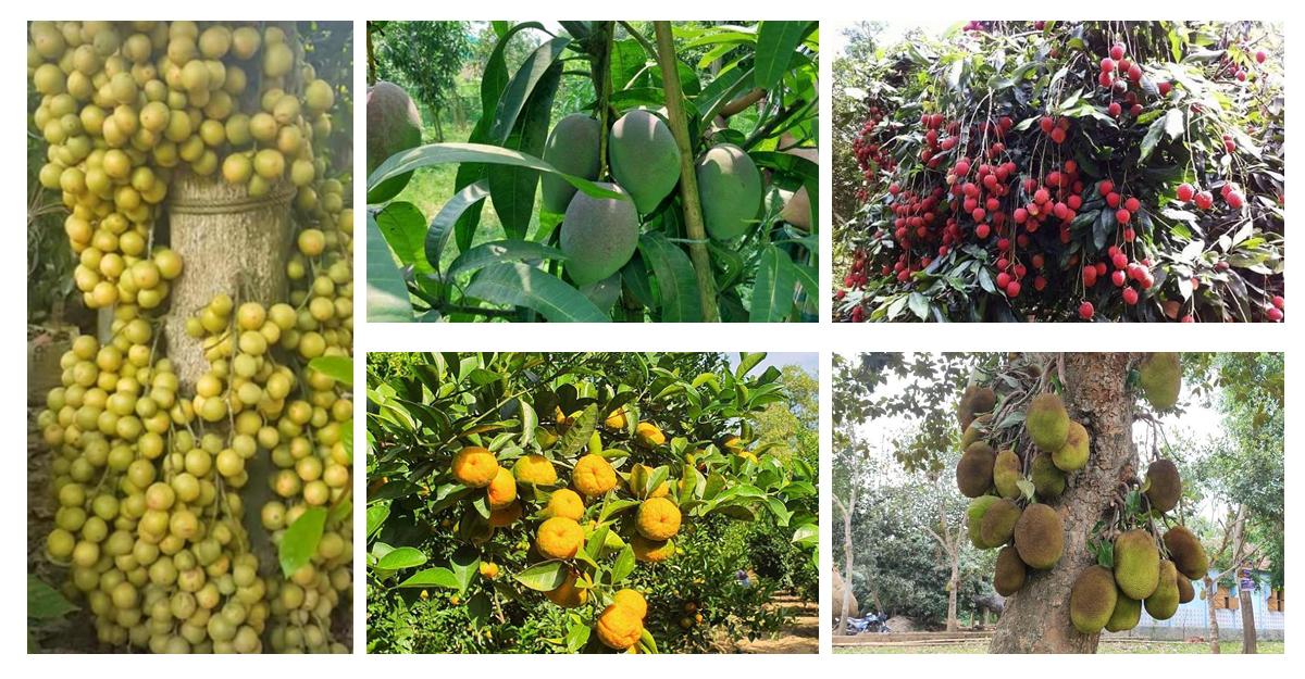 বিজয়নগরে বছরে ৫০ কোটি টাকার ফল বিক্রি