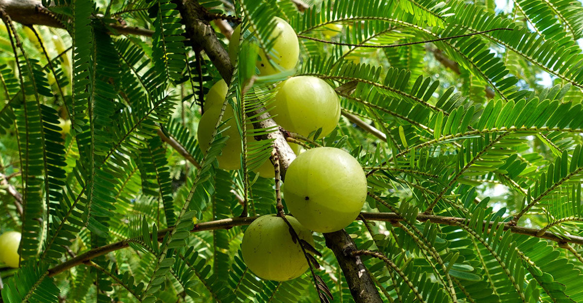 amla
