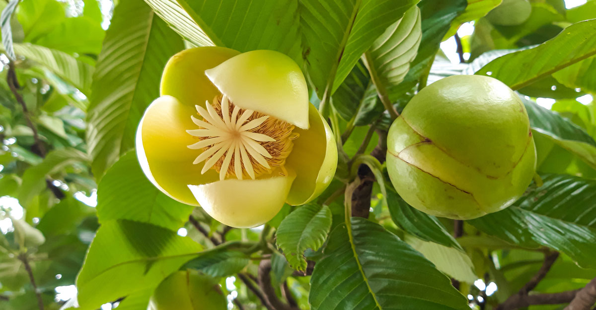 চালতার ইংরেজি কী, জানেন না বেশিরভাগ মানুষ