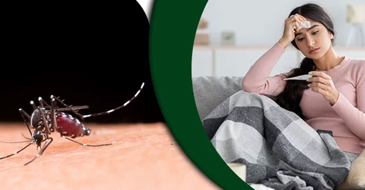 ডেঙ্গু জ্বর হলে করণীয়