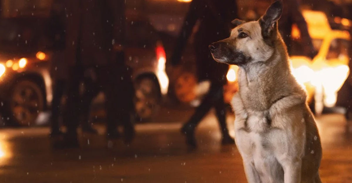 মাঝরাতে কুকুর কাঁদে কেন?