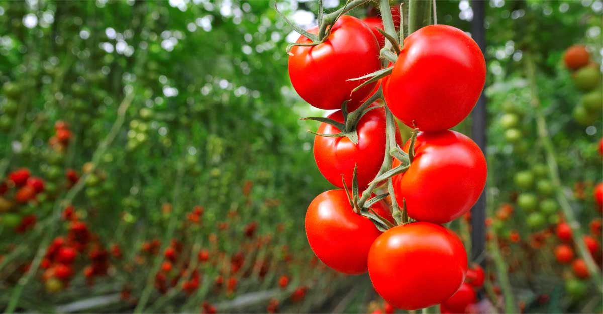 শরীরে যেসব রোগ থাকলে টমেটো খাবেন না