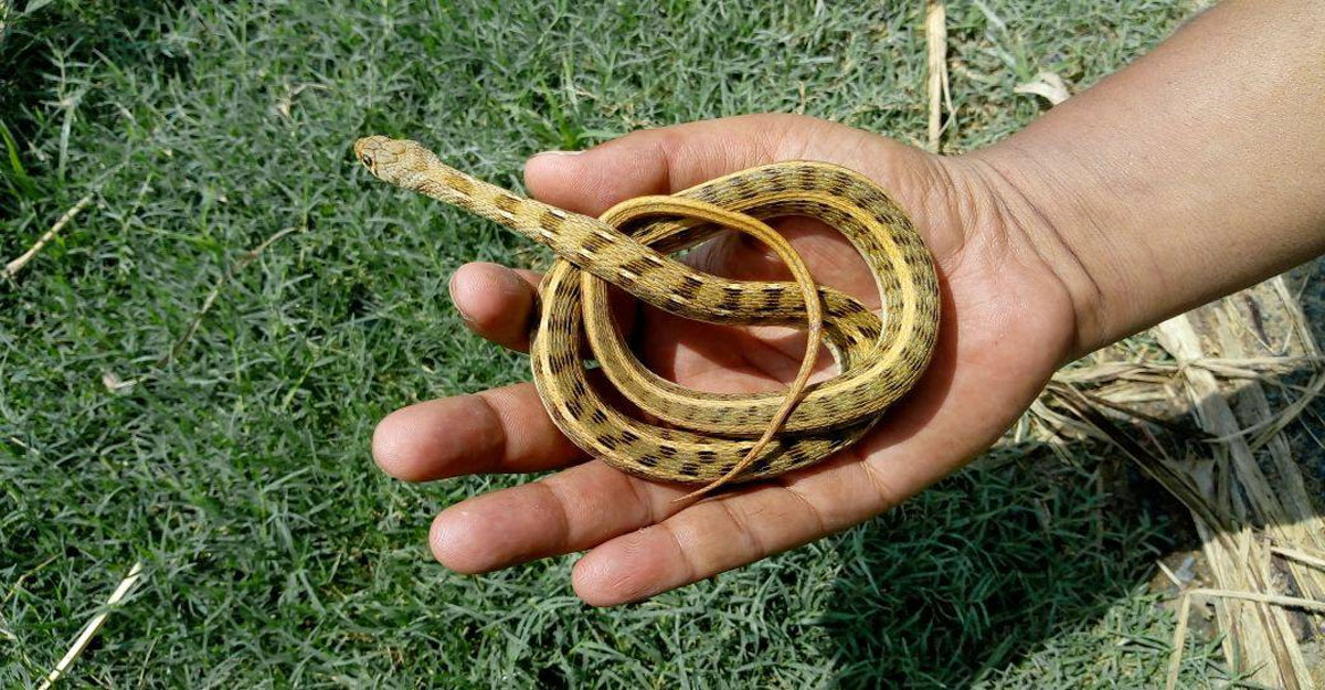 সাপ নিয়ে যত কুসংস্কার