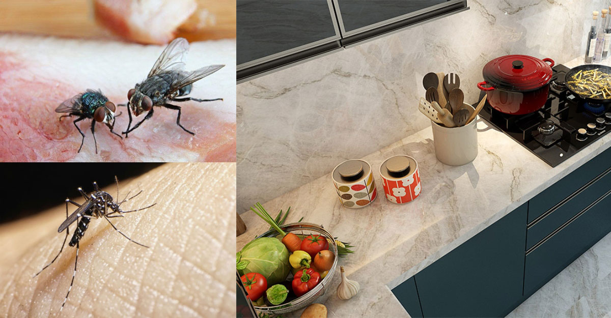 বর্ষায় বাড়ে মশা-মাছির উপদ্রব, জানুন রান্নাঘর পরিষ্কার রাখার উপায়