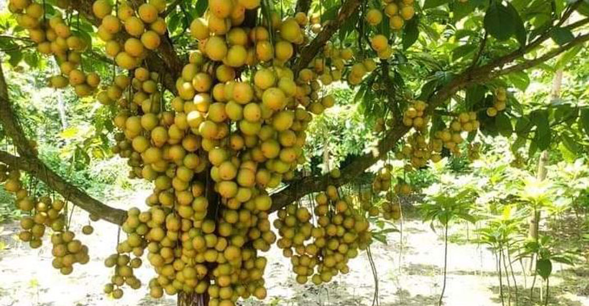 Yalangoch rus boshlovchilari fotosuratlar va videolar