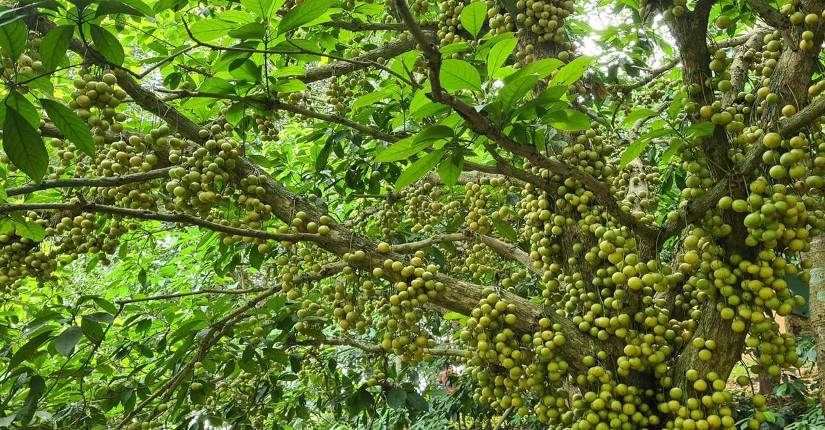বিজয়নগরে লটকনের বাম্পার ফলন, ৮০ লাখ টাকা বিক্রির আশা