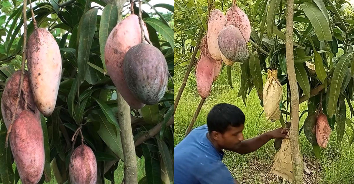 চিয়াংমাই, চাকাপাত জাতের আমে স্বপ্ন বুনছেন বক্কর শেখ