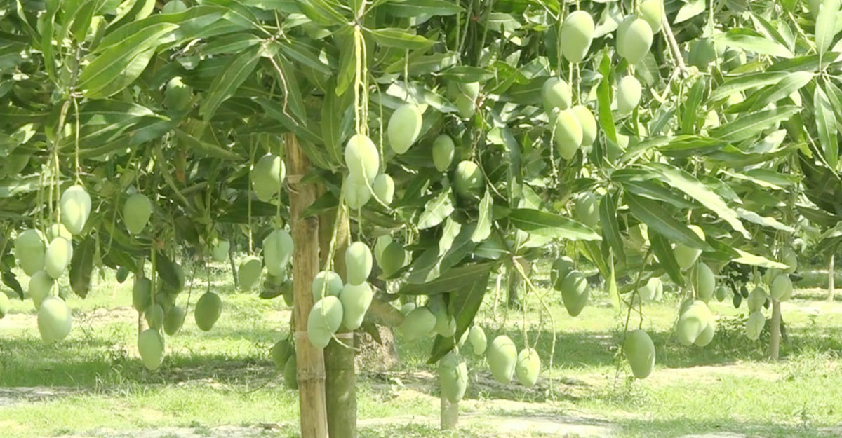 দেশ সেরা নওগাঁর আম্রপালি, ব্রান্ডিং হিসেবে ঘোষণার দাবি