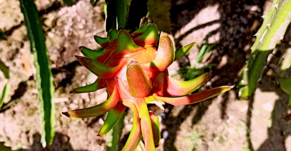 রাজবাড়ীতে ৩২ লাখ টাকার ড্রাগন ফল উৎপাদন