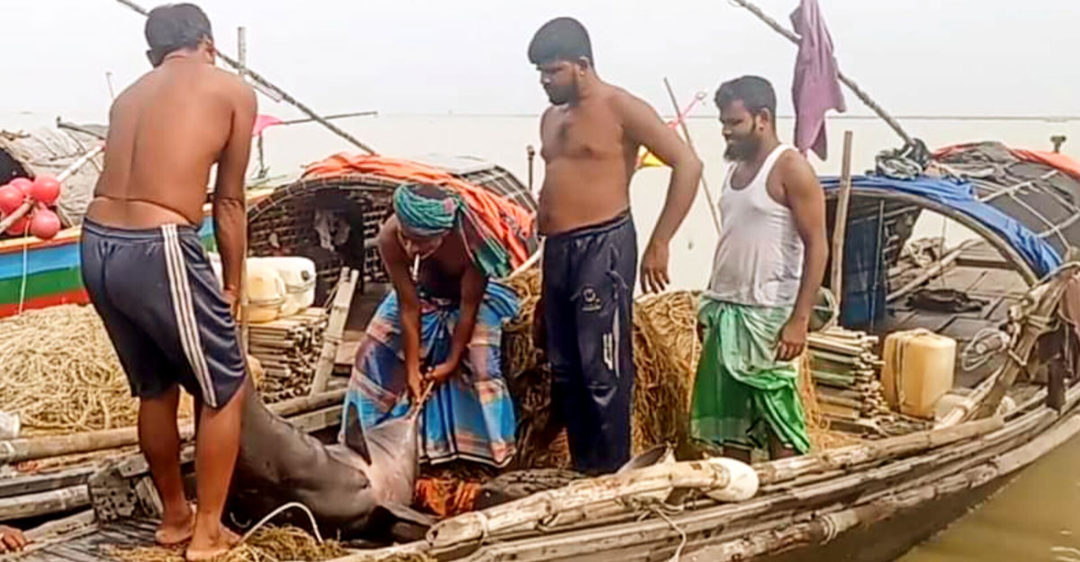 জেলের জালে ধরা ২ মণের শুশুক, ৩ হাজারে বিক্রি