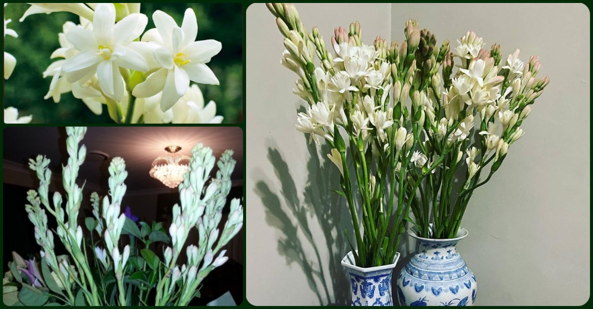 রজনীগন্ধা বেশিদিন সুবাস ছড়াবে মানলে যেসব নিয়ম