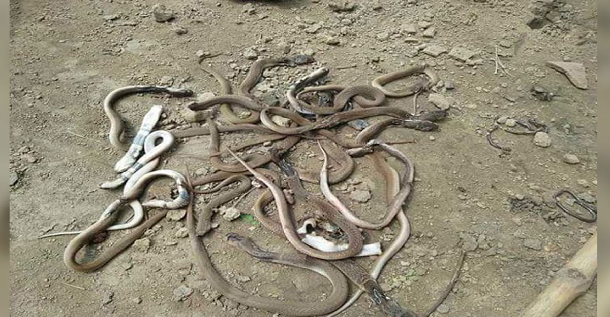 বৃদ্ধার ঘরে মিলল গোখরা সাপের ১৫ বাচ্চা