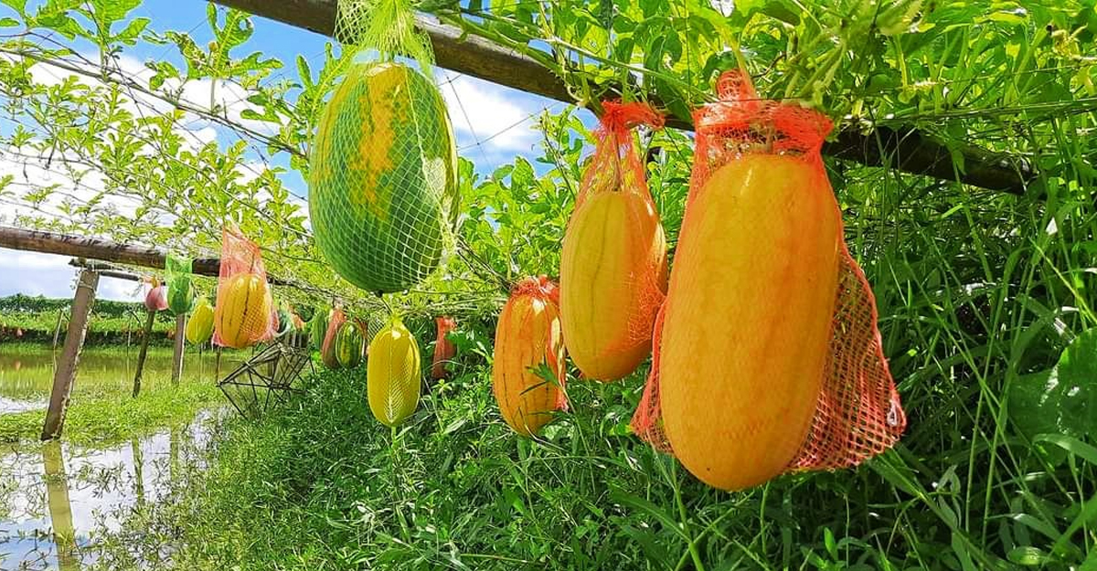 ‘মৎস্য ঘেরের পাড়ে মাচায় ঝুলছে তরমুজ’