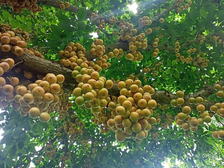 Yalangoch xonanda külotsiz Sogdiyona