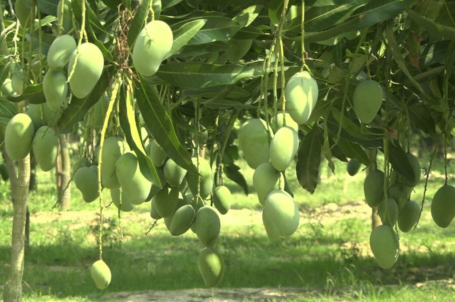 mango