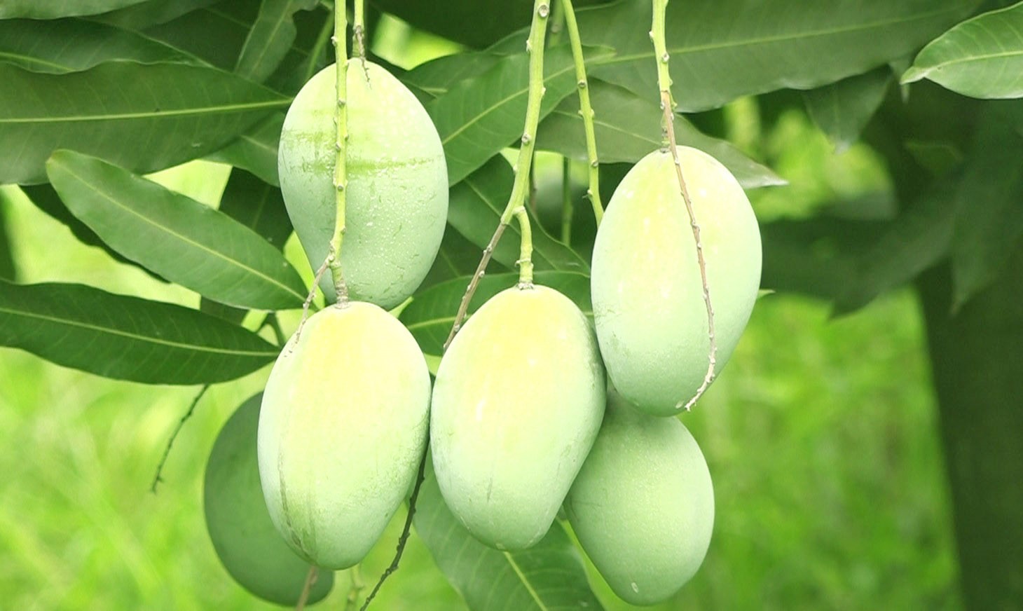 Amrapali Mango (10 kg) 4