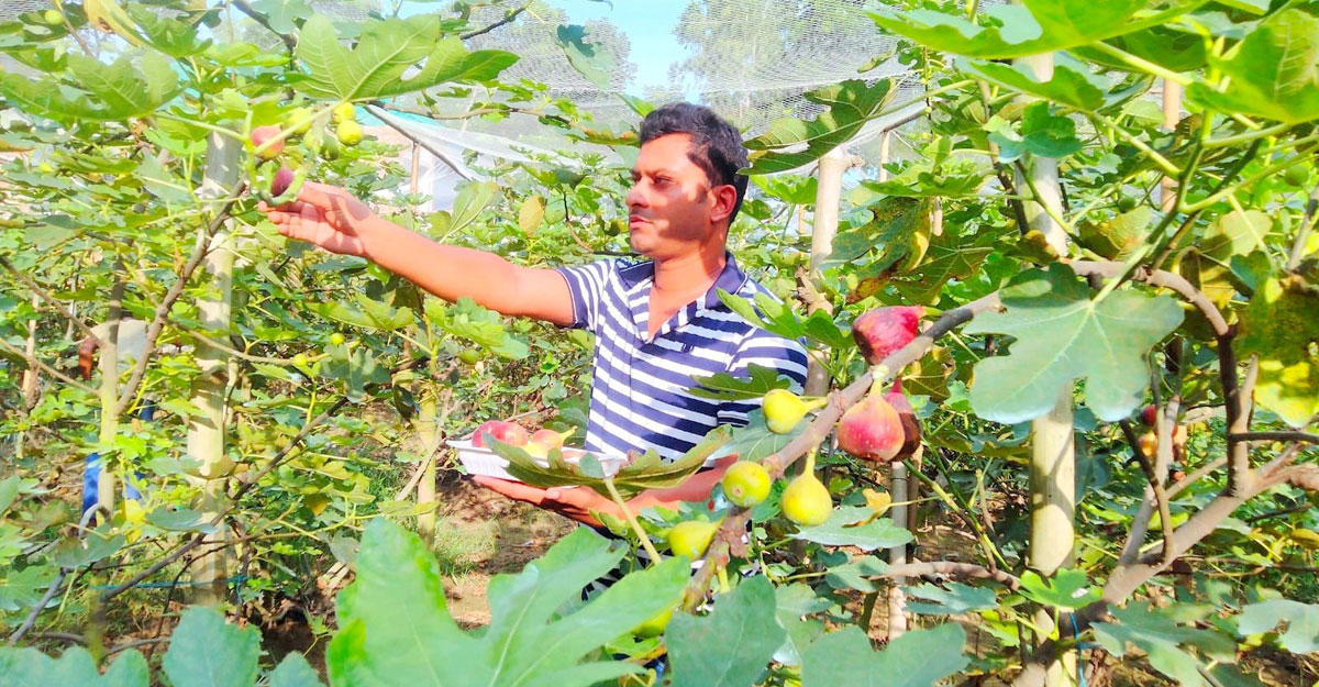 ত্বীন ফল চাষ করে সাড়া ফেলেছেন ঠাকুরগাঁওয়ের আবু