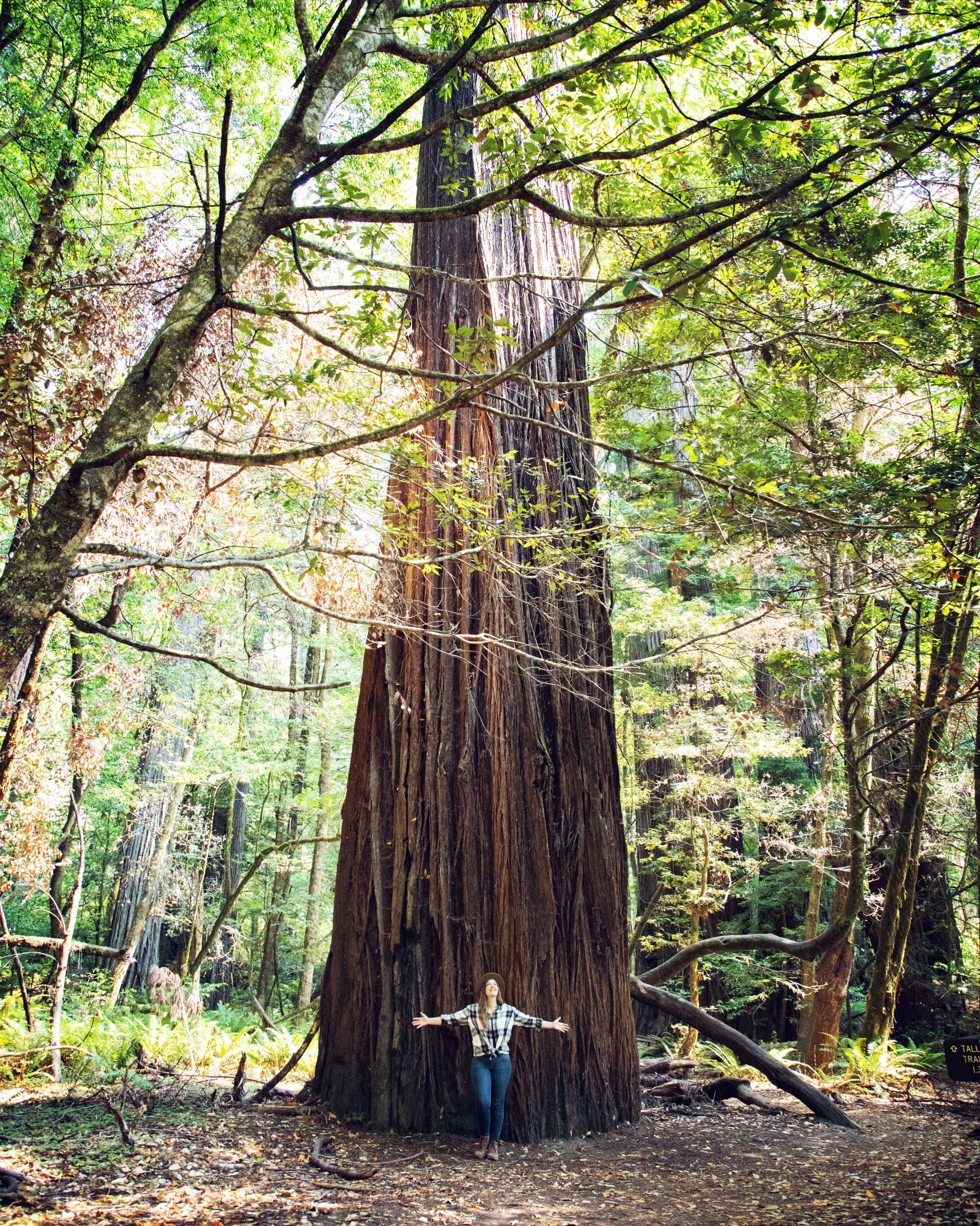 tree