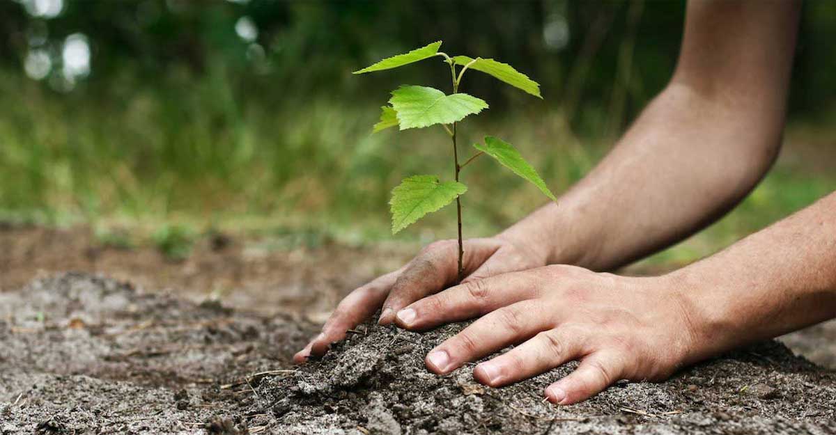 গাছের চারা কেনার সময় যেসব বিষয় খেয়াল রাখবেন