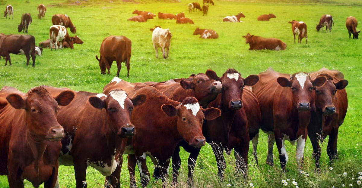 যুক্তরাষ্ট্রে কমছে গরুর সংখ্যা, বেড়েছে দাম