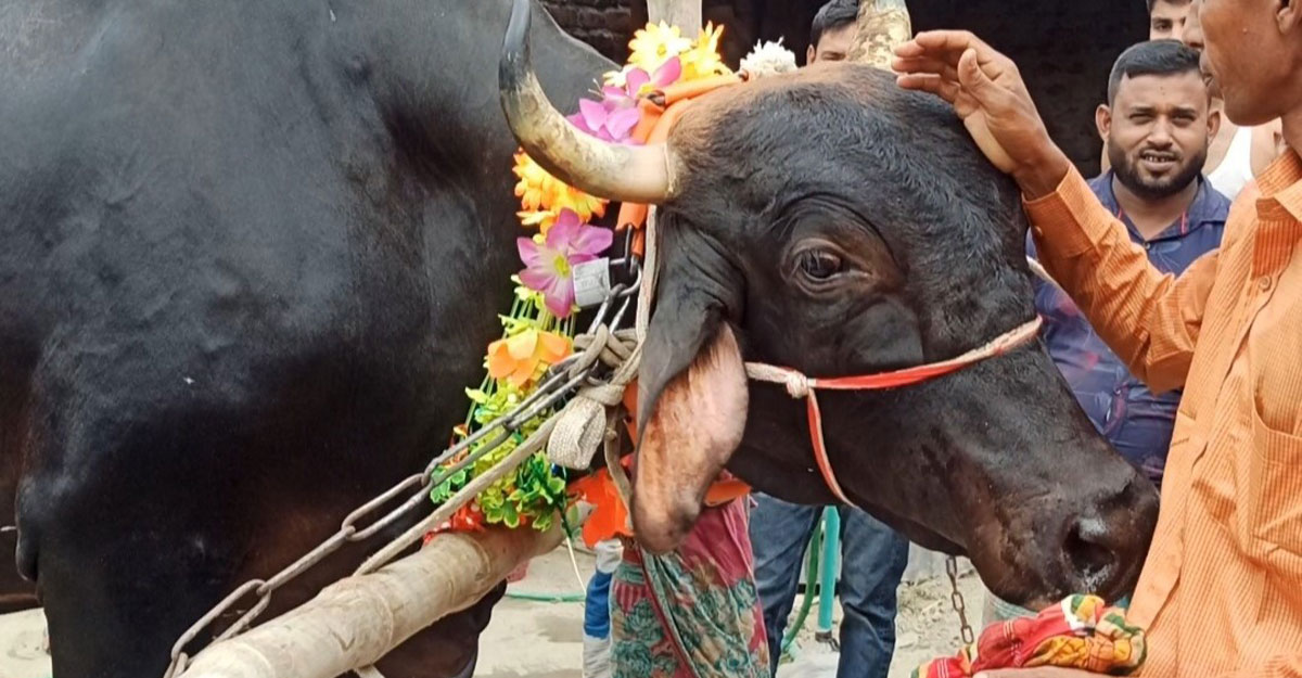 cow