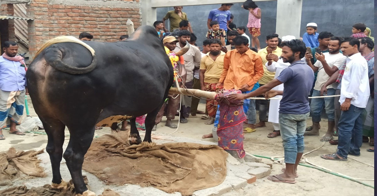 Cow