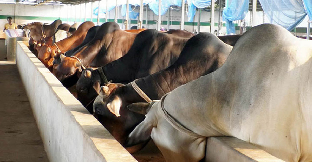 Cow