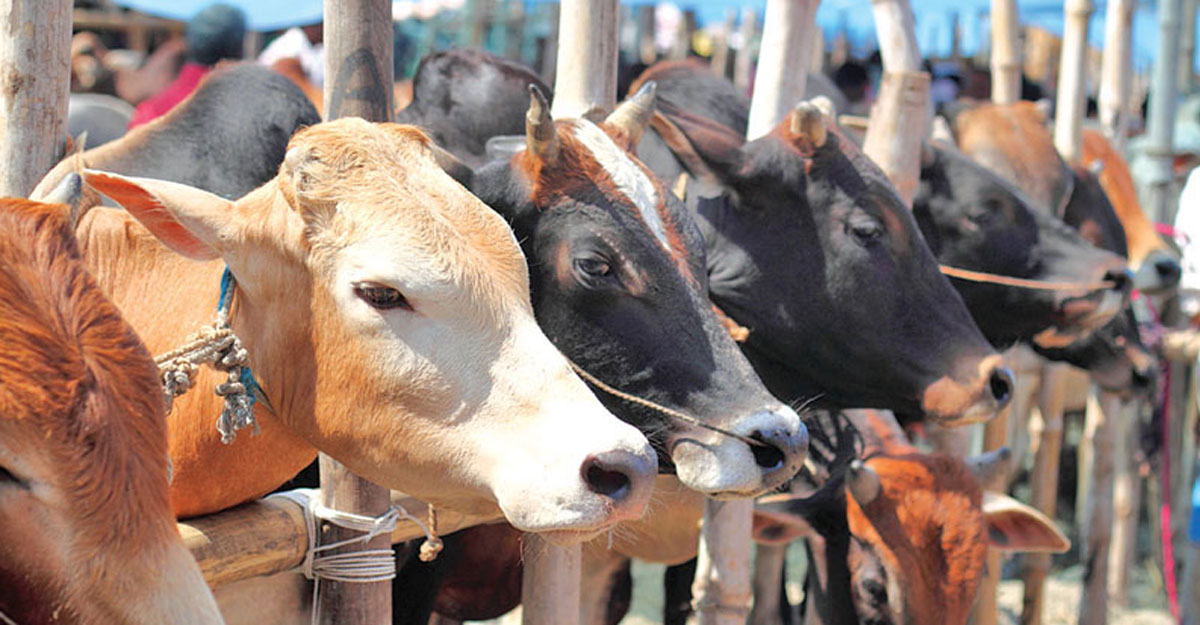 চাহিদার তুলনায় কোরবানির পশু বেশি ২১ লাখ ৪১ হাজার