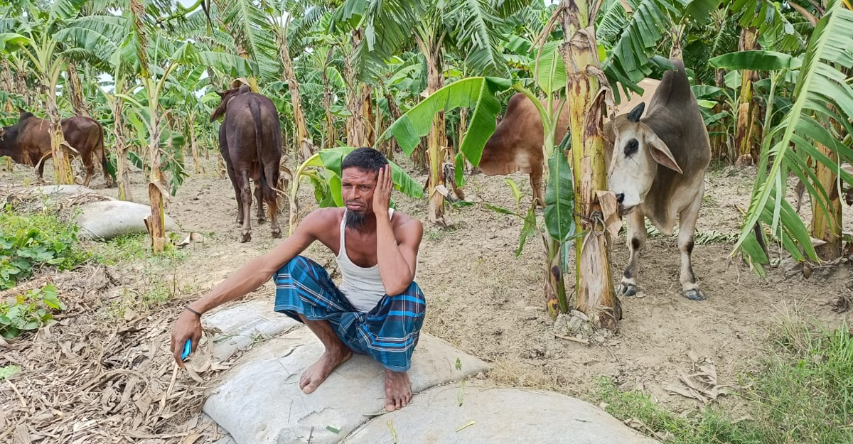মানিকগঞ্জে পদ্মা নদীতে ৪৭টি গরু নিয়ে ট্রলার ডুবি