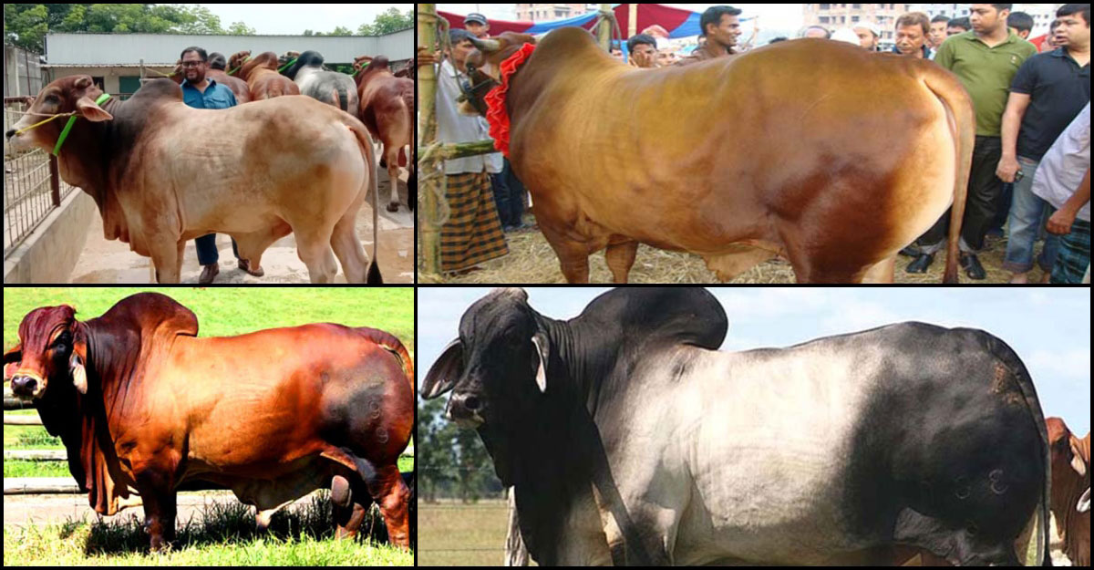 কৃত্রিম উপায়ে মোটাতাজা করা গরু চেনার উপায়