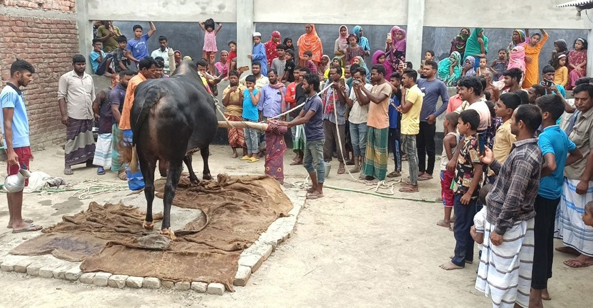 cow