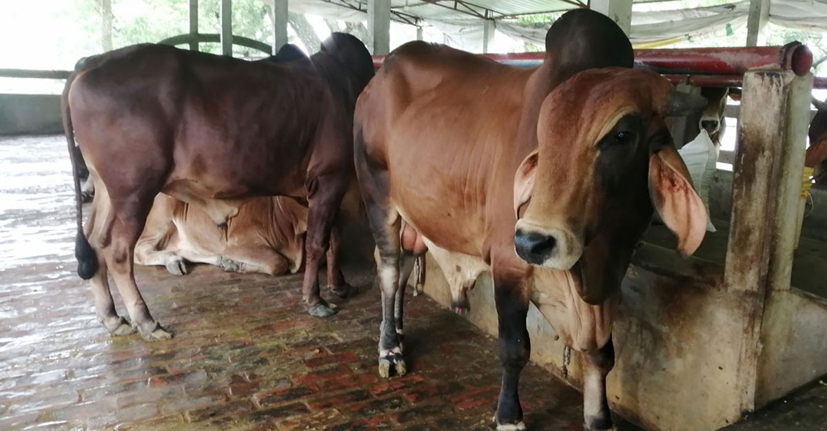 গরু কেনার সময় দ্রুত ওজন মাপার সহজ পদ্ধতি