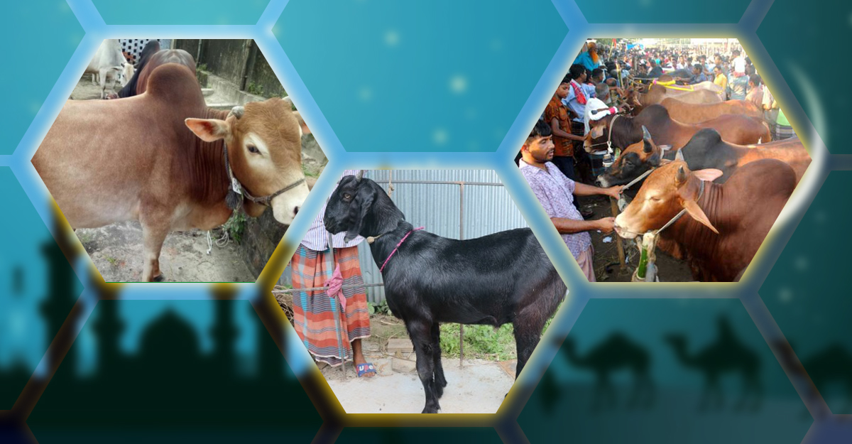 কোরবানির জন্য প্রস্তুত সোয়া এক কোটি পশু
