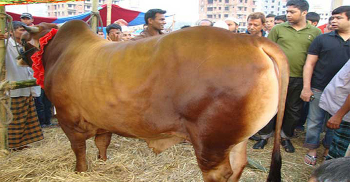 cow