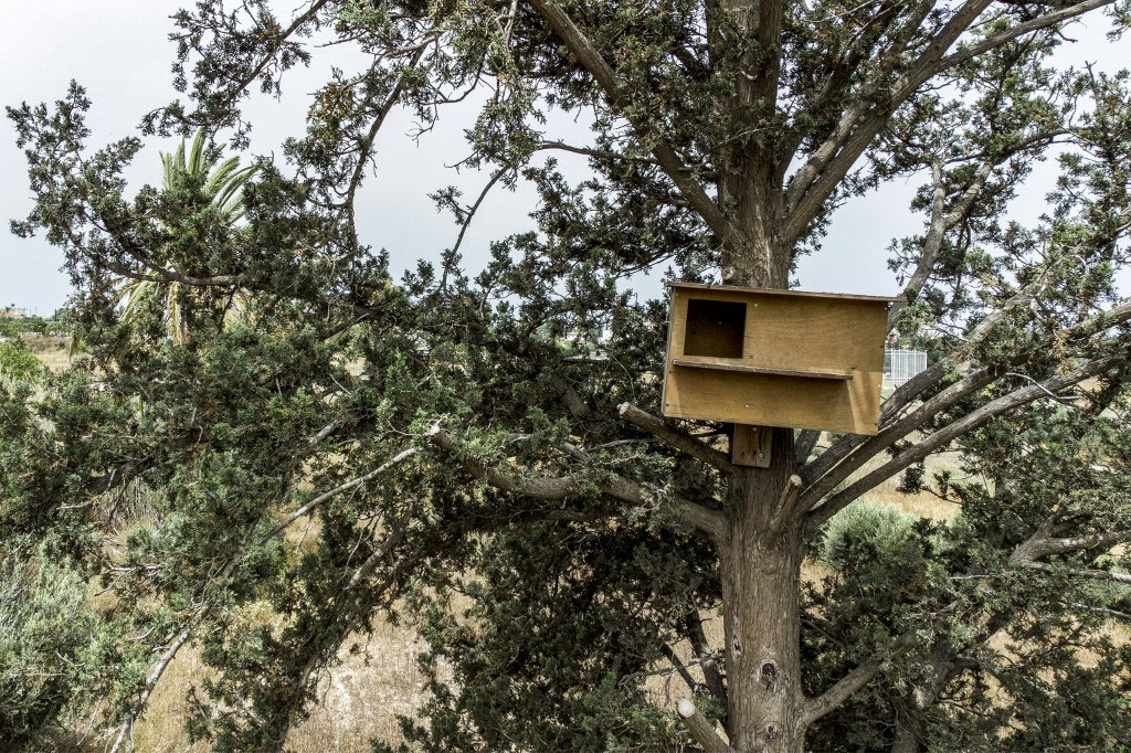 Cyprus owls rescue of farmers