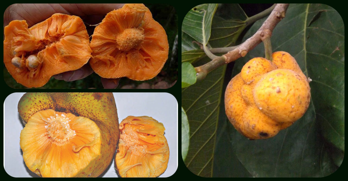 ডেউয়া ফল খাওয়ার উপকারিতা