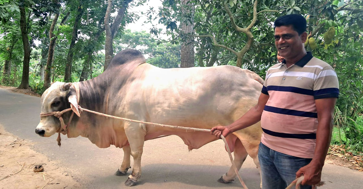 প্রধানমন্ত্রীকে কোরবানির গরু উপহার দিবেন বুলবুল