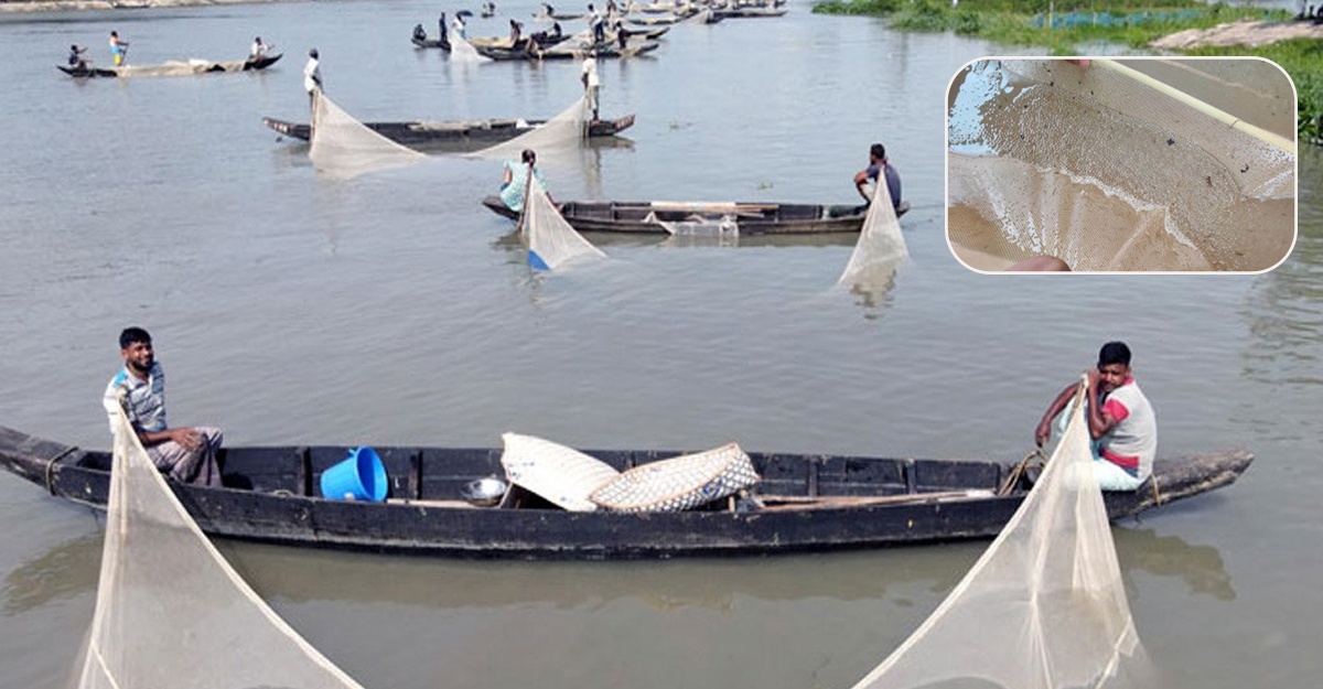 হালদায় রেকর্ড পরিমাণ মাছের ডিম সংগ্রহ