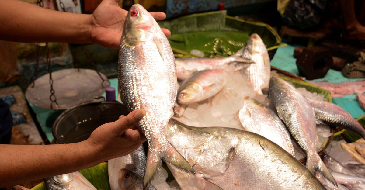 কলকাতায় কত দামে বিক্রি হচ্ছে ইলিশ?