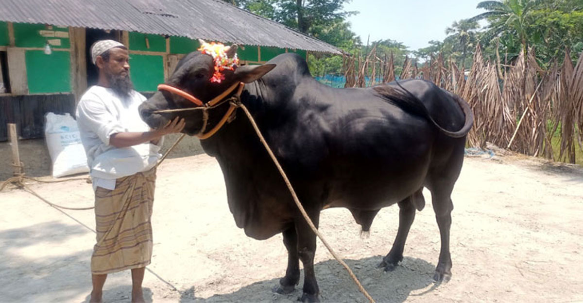 কালু-চান্দুর সঙ্গে খাসি ফ্রি