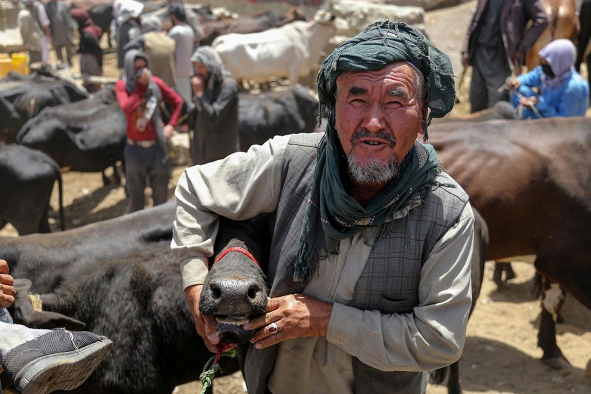 cattle to a livestock market Afghanistan