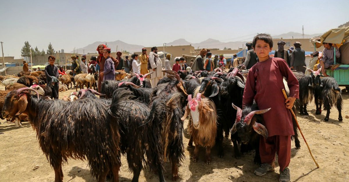 ছবিতে দেখুন আফগানিস্তানে কোরবানির পশুর হাট