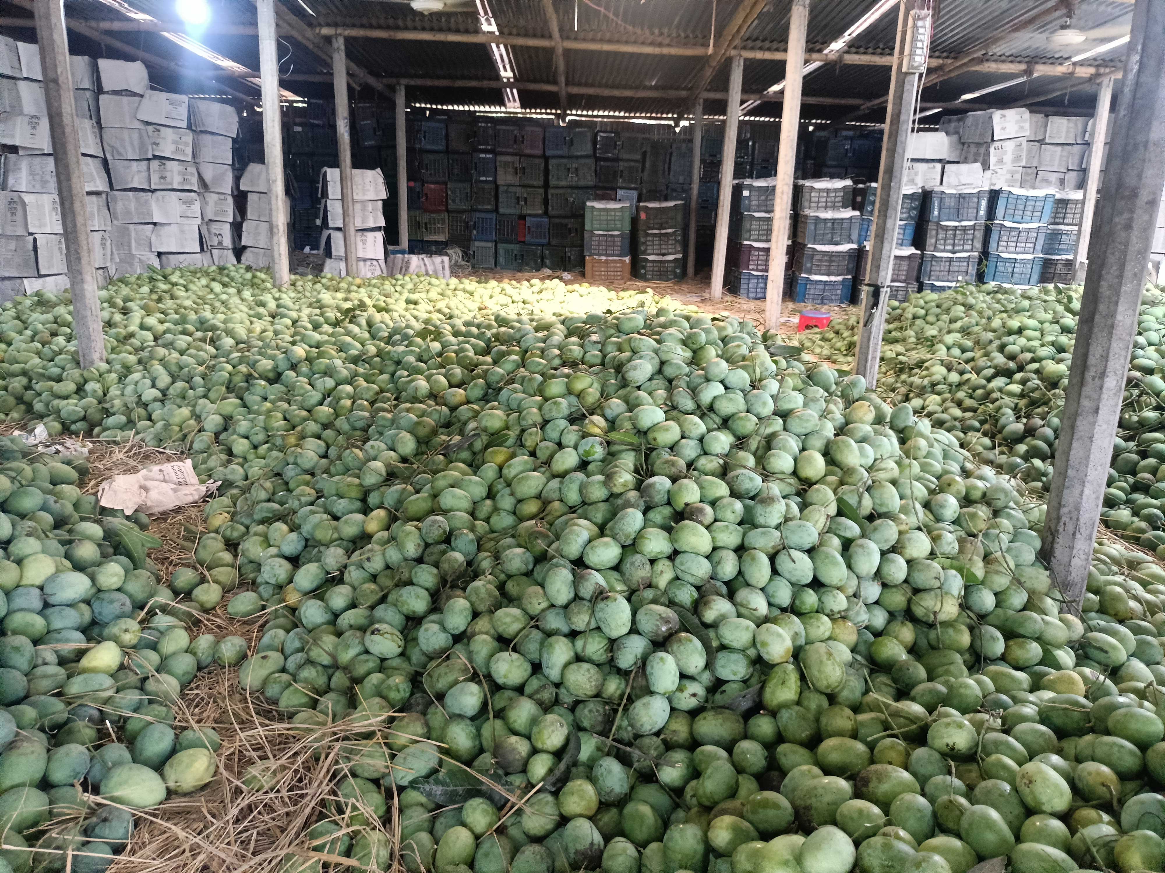 mango