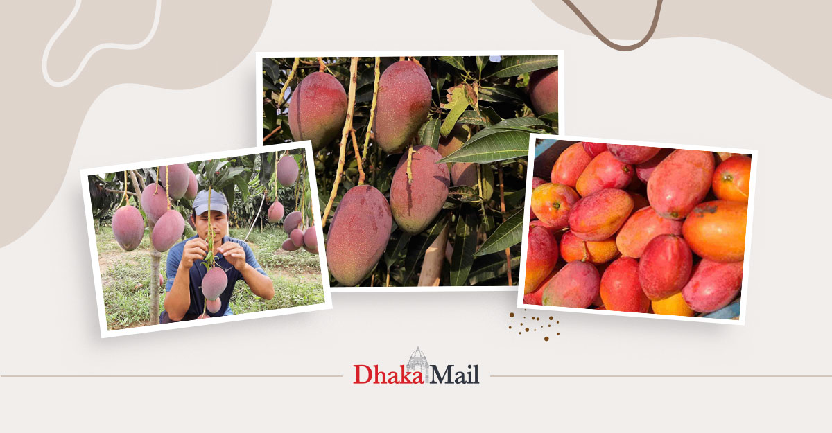 সরকারি চাকরি ছেড়ে বিদেশি আম চাষে মংশিতুর বাজিমাত