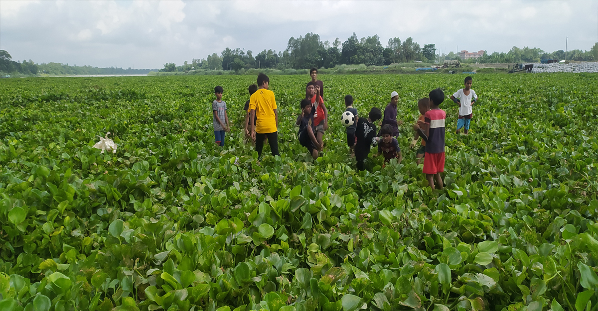কচুরিপানায় বন্ধ নৌপথ, বিপদে গরু ব্যবসায়ীরা