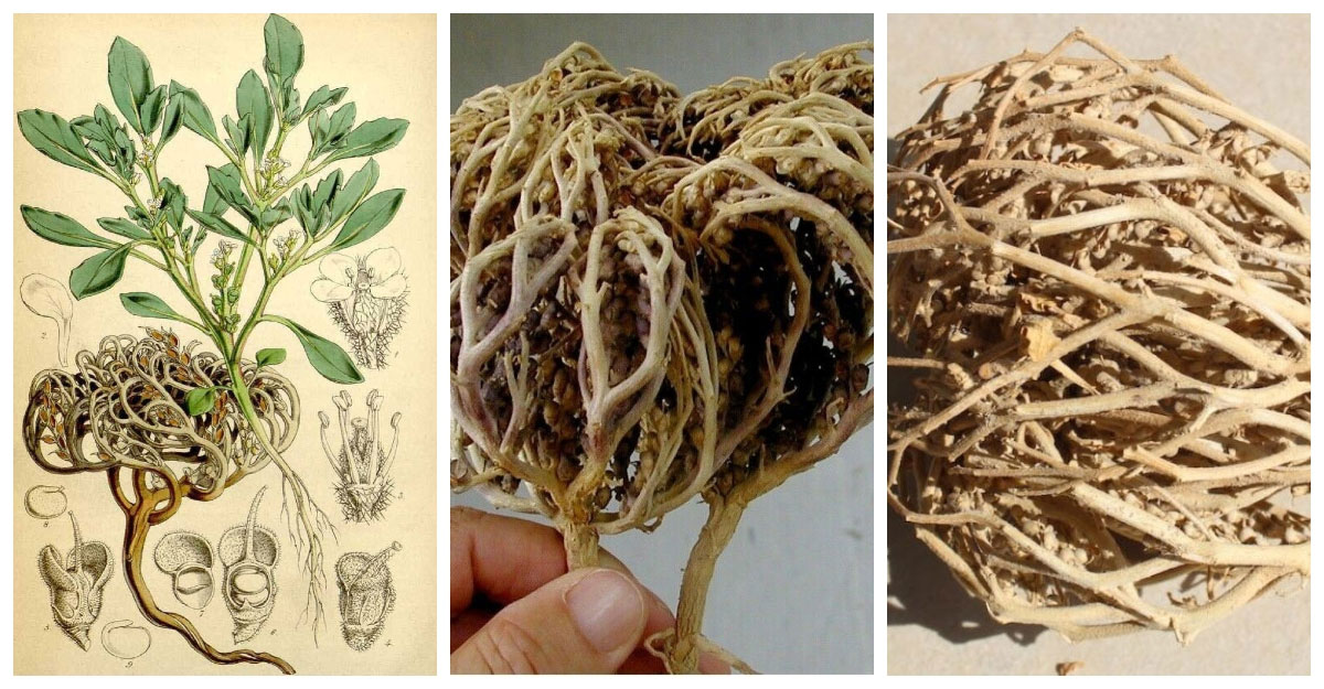 নরমাল ডেলিভারির জন্য ‘মরিয়ম ফুল’ সহায়ক, ইসলাম কী বলে?