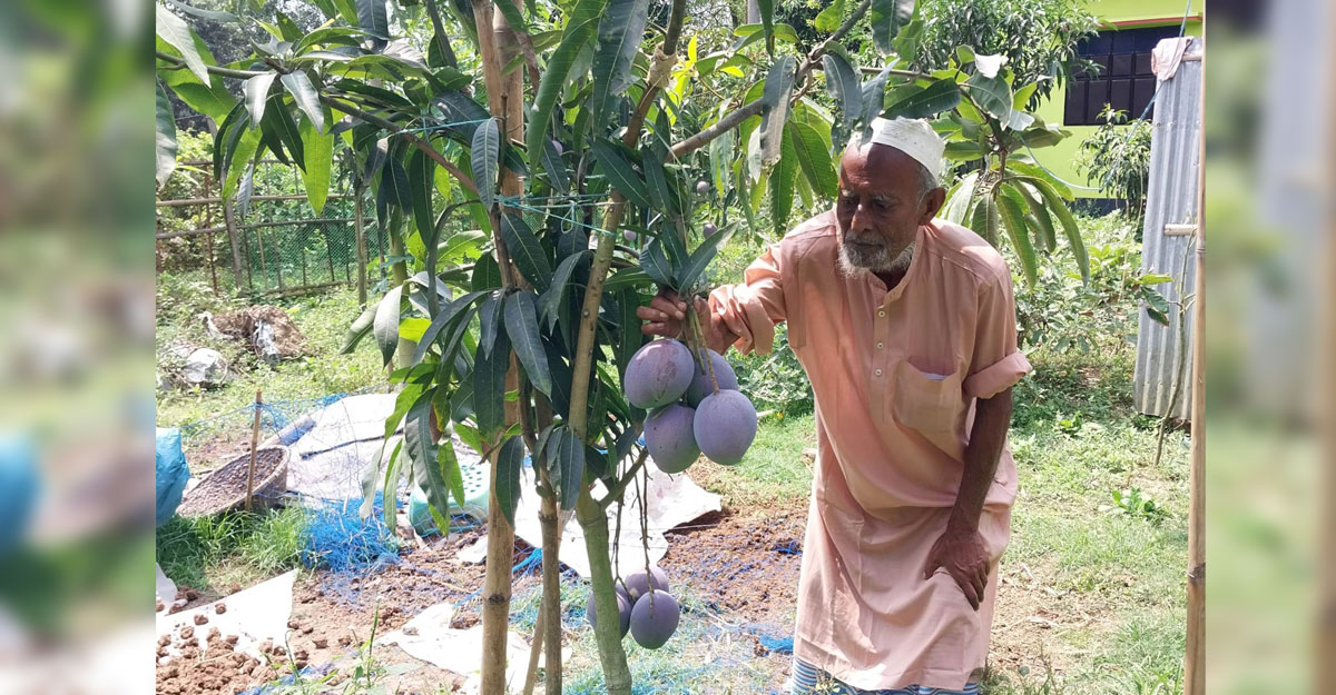 মান্নানের বাগানে শোভা ছড়াচ্ছে মিয়াজাকি