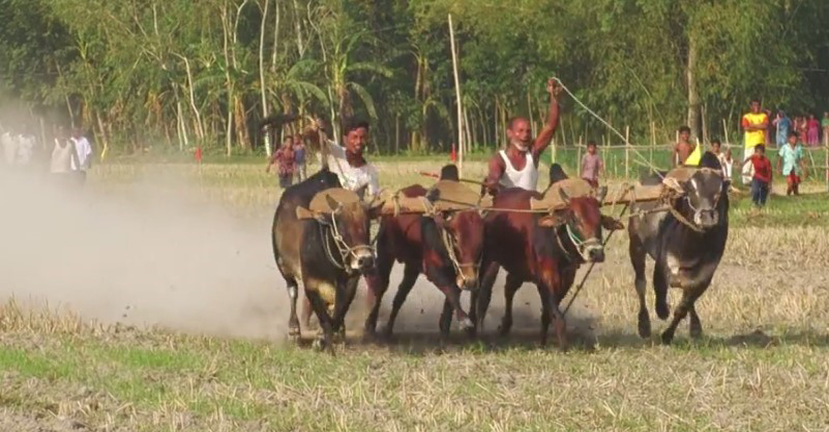 শেরপুরে ১২ দিনব্যাপী ‘গরু দৌড়’, আগামীকাল ফাইনাল